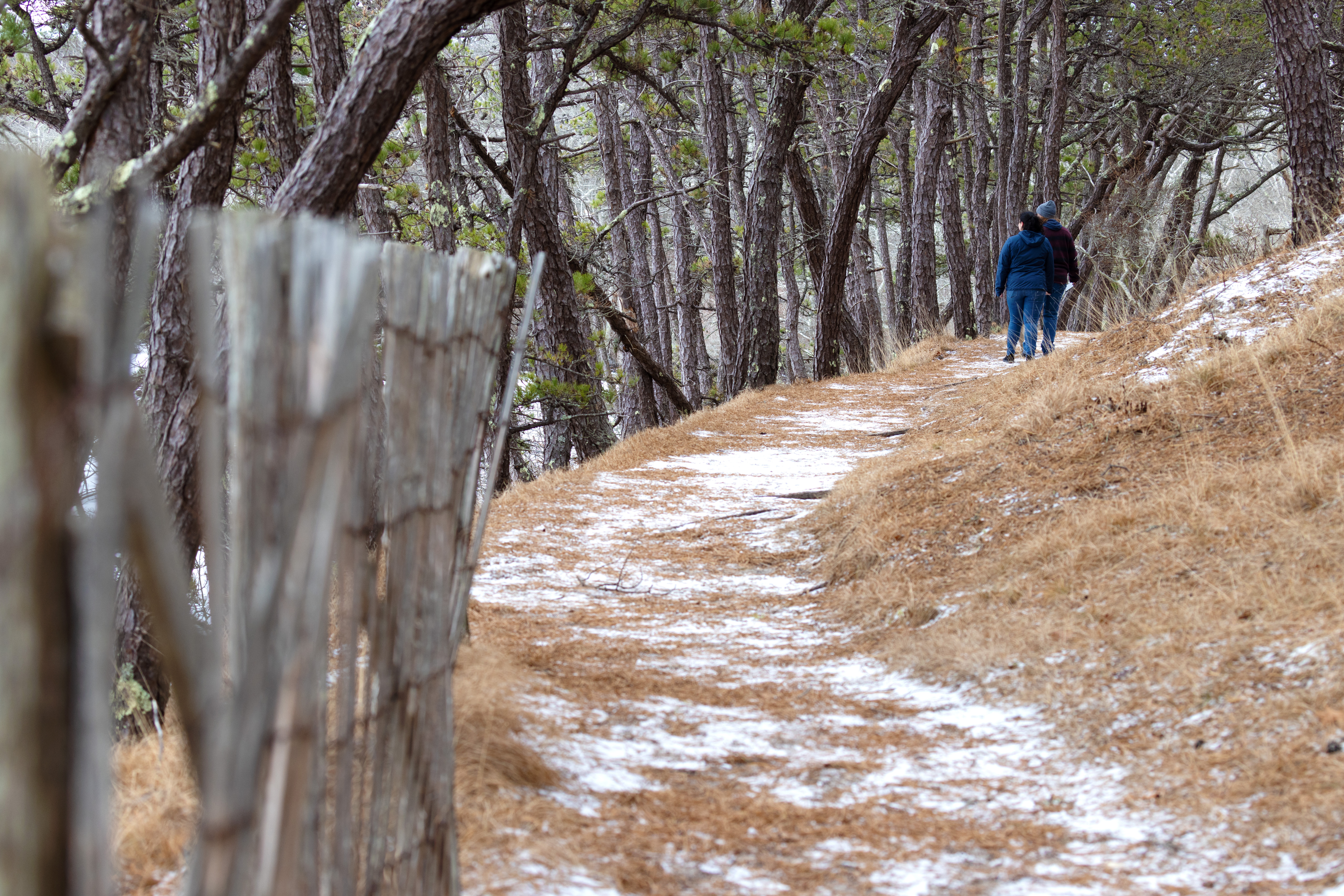 Two people visible walking on a lightly snow-dusted pine forest walking trail.