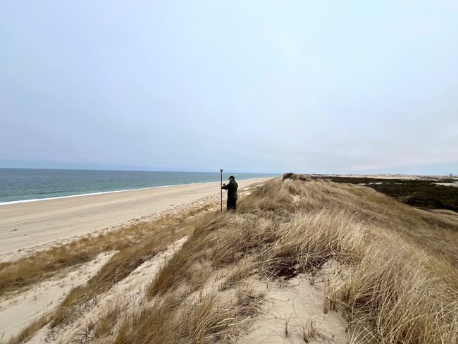 A scientist stands in a beach dune with the shoreline visible holding a long pole.