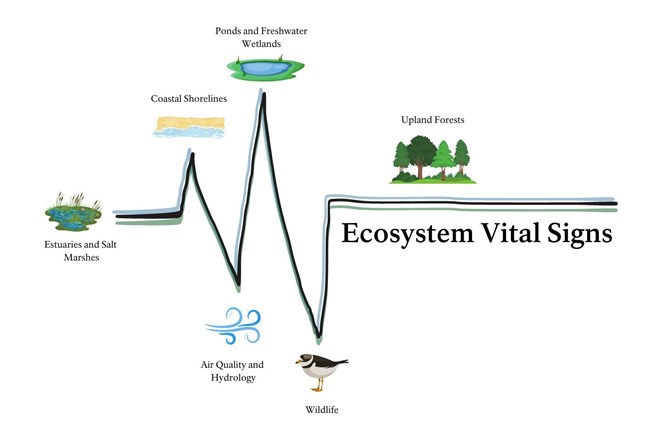 Infographic showing all of the ecosystems monitored by Cape Cod and a heart beat.