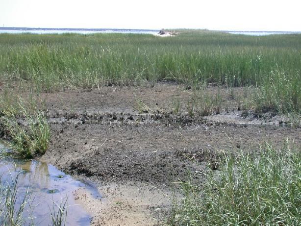Salt marsh vegetation loss near Great Island, Wellfleet