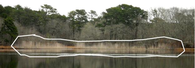 Herring Pond Phrag treated