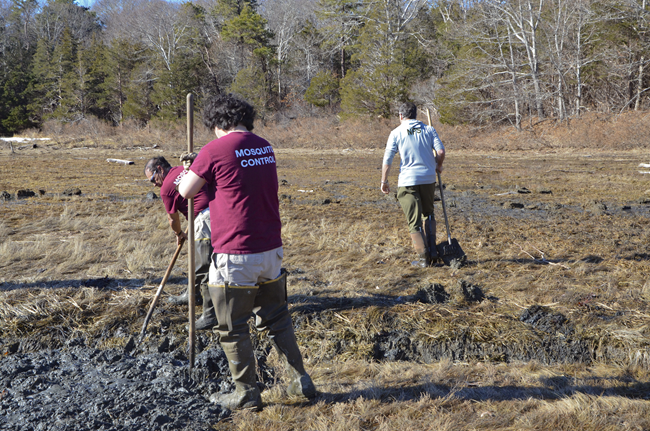 Mosquito control and CCNS staff using hand tools to dig sediment out of mosquito ditches