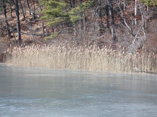 Phrag - Ryder pond (3-6-03)