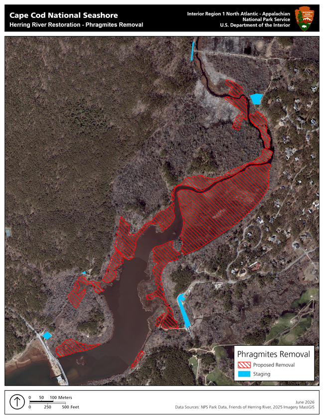 Proposed Phragmites Removal for Herring River Restoration