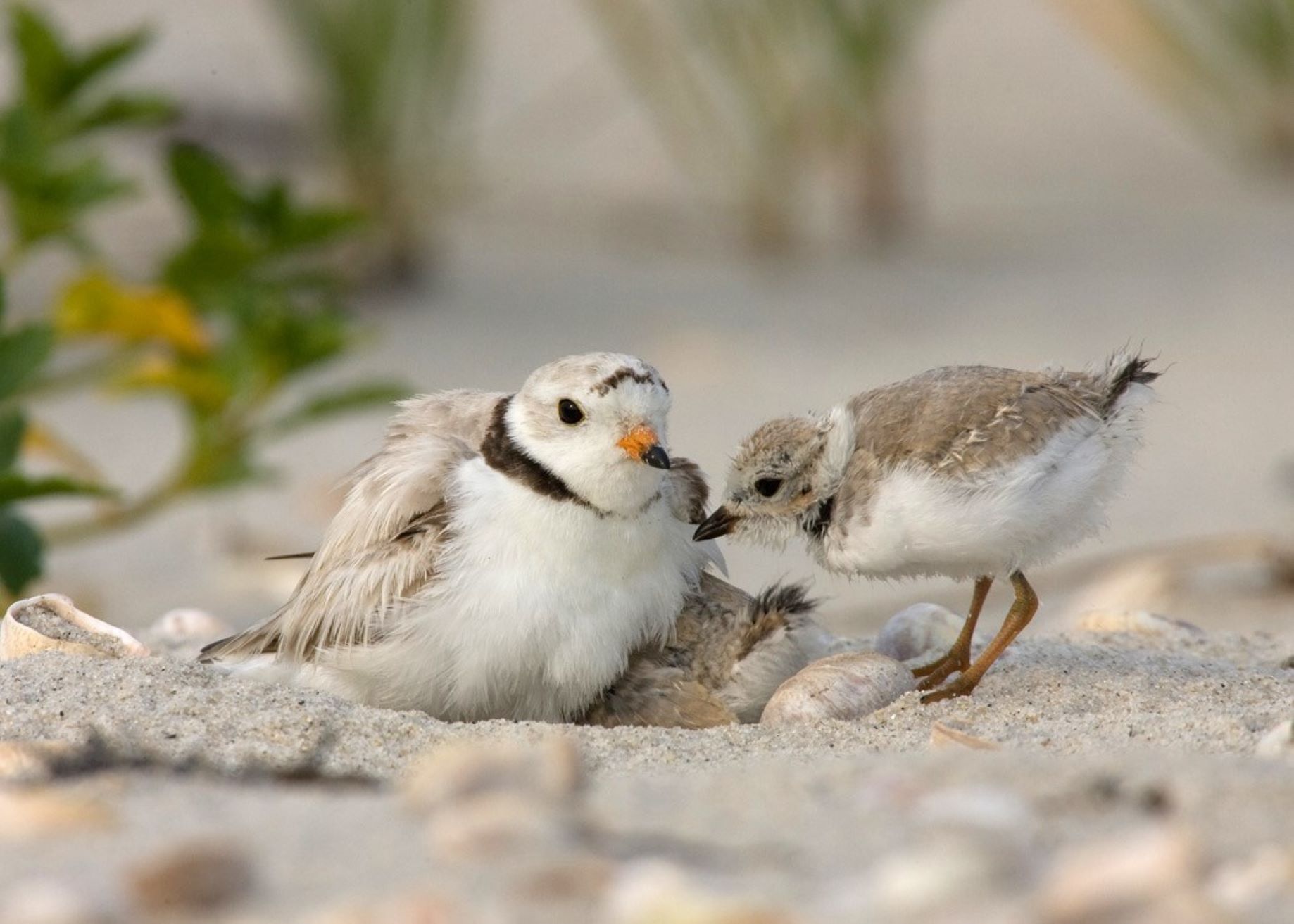 An adult piping plover sits on a nest with a chick.