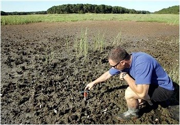 Stephen Smith working in salt marsh die-back area.
