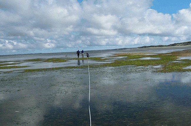Seagrass monitoring
