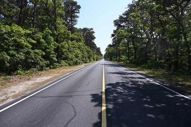 Long road with vegetation