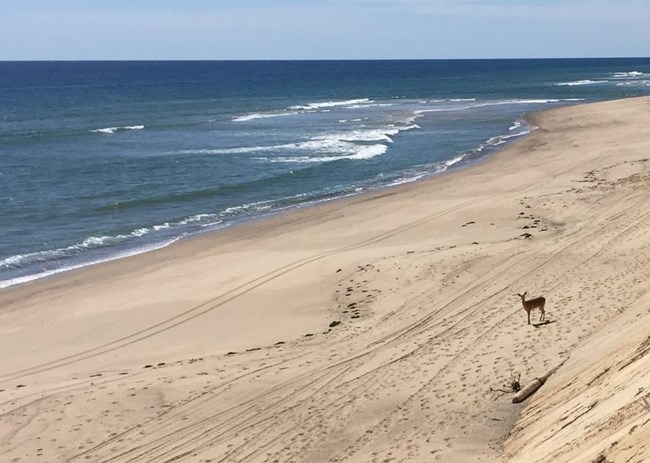 A deer walks far below on a beach, ocean and blue sky in background.