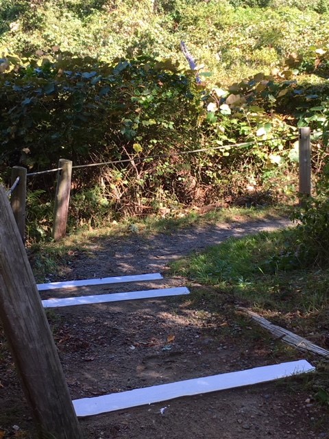 White paint marks steps on the trail