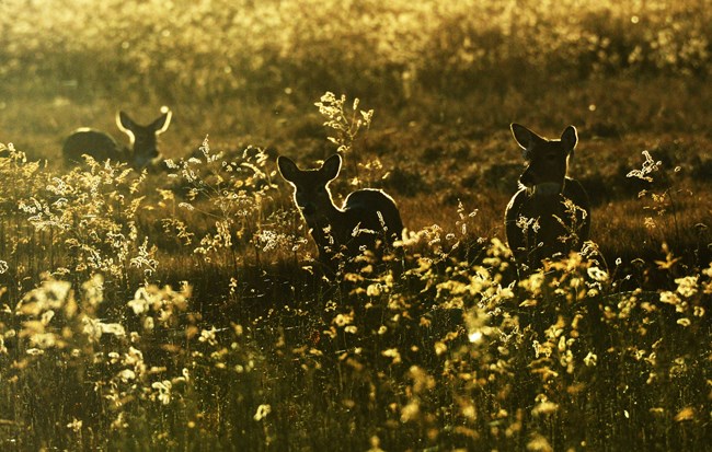 Silhouette of deer walking among golden flowers.