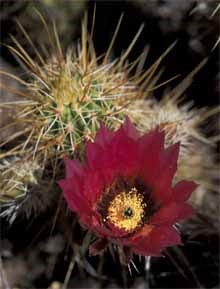 Hedgehog cactus in bloom