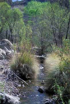 Queen Creek flowing in Arnette Canyon, Arizona