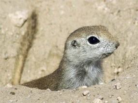 A round-tailed ground squirrel at Casa Grande Ruins.