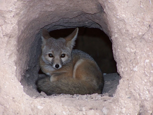 fox curled up in hole that is part of the Great House