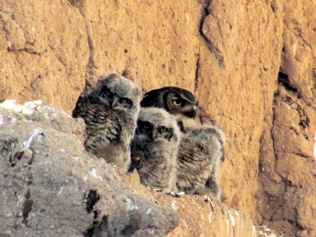 Great Horned Owl mother and owlets Casa Grande Ruins National Monument Coolidge AZ