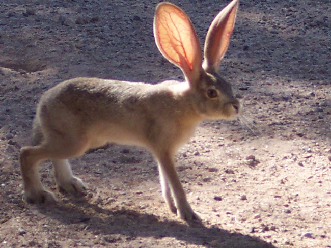 Hare with ears up and standing on 4 legs