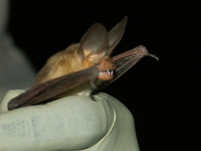Bat from workshop being held in a gloved hand by a professional. DO NOT touch a bat yourself!