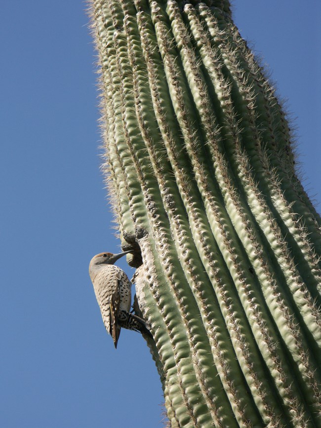 Northern Flicker on side of saguaro cactus