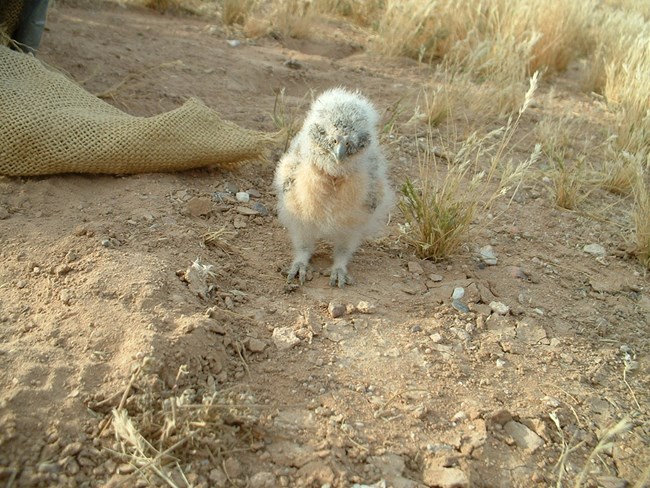 baby burrowing owl, all fluff no feathers