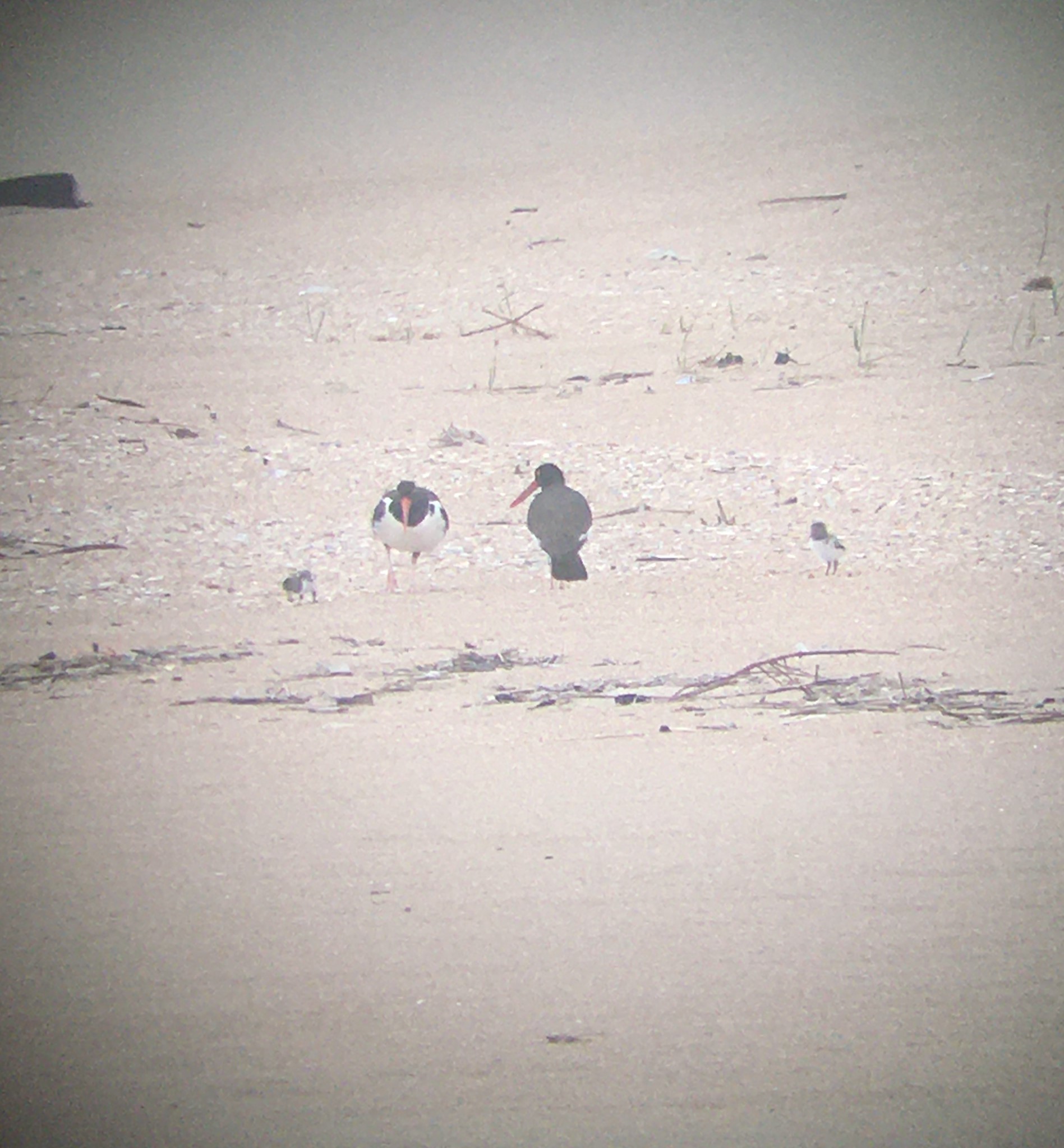 2 adult American oystercatchers with 2 chicks on the beach.