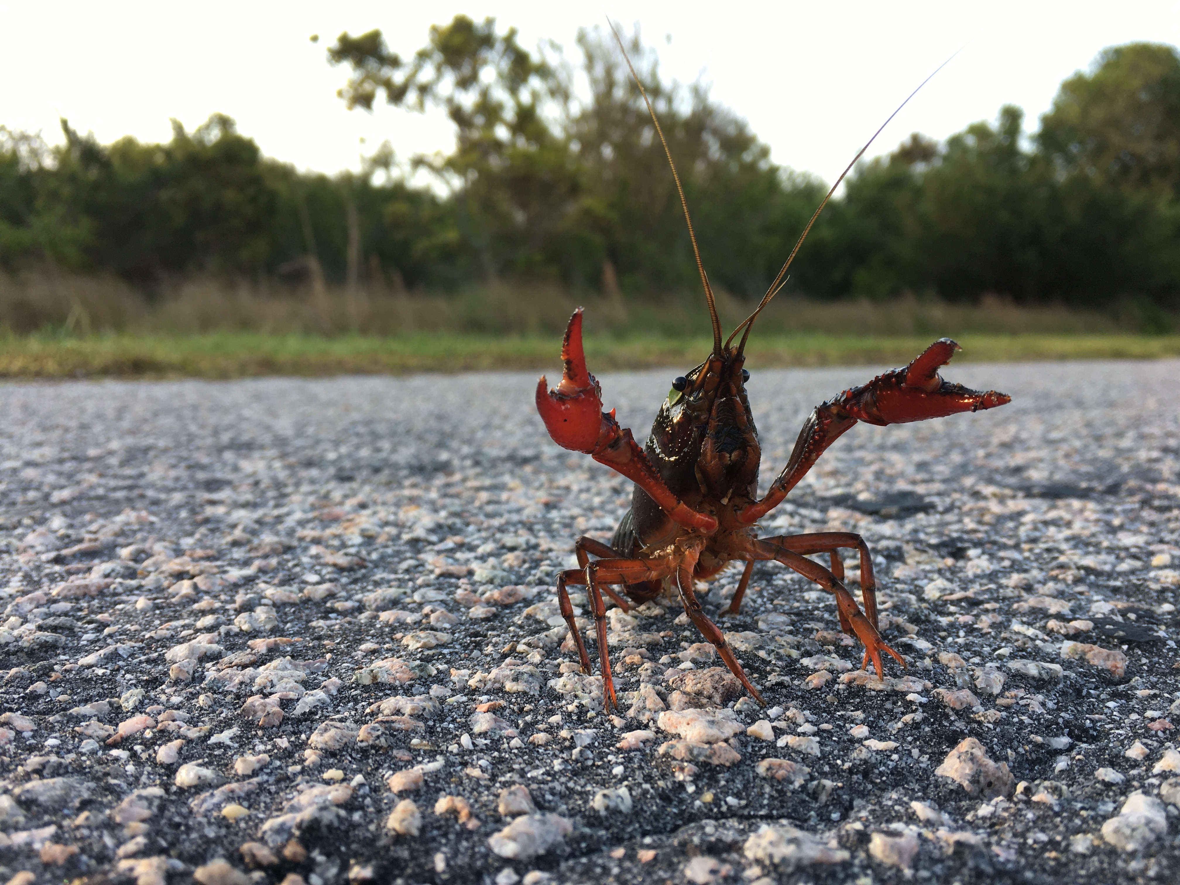 Burrowing crayfish found on Hatteras Island after a large rain storm.