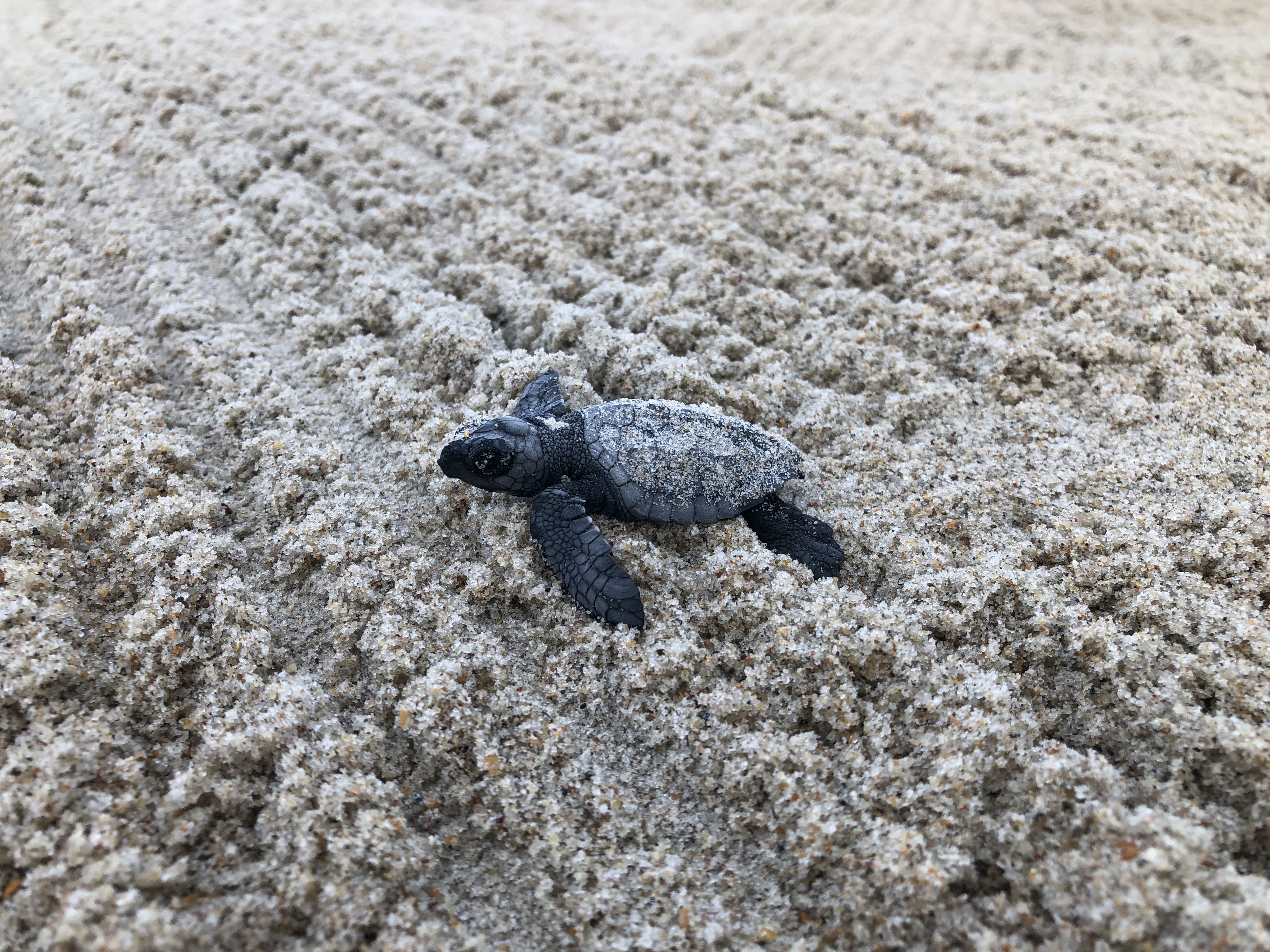 Kemp's Ridley sea turtle hatching on its way to the ocean.