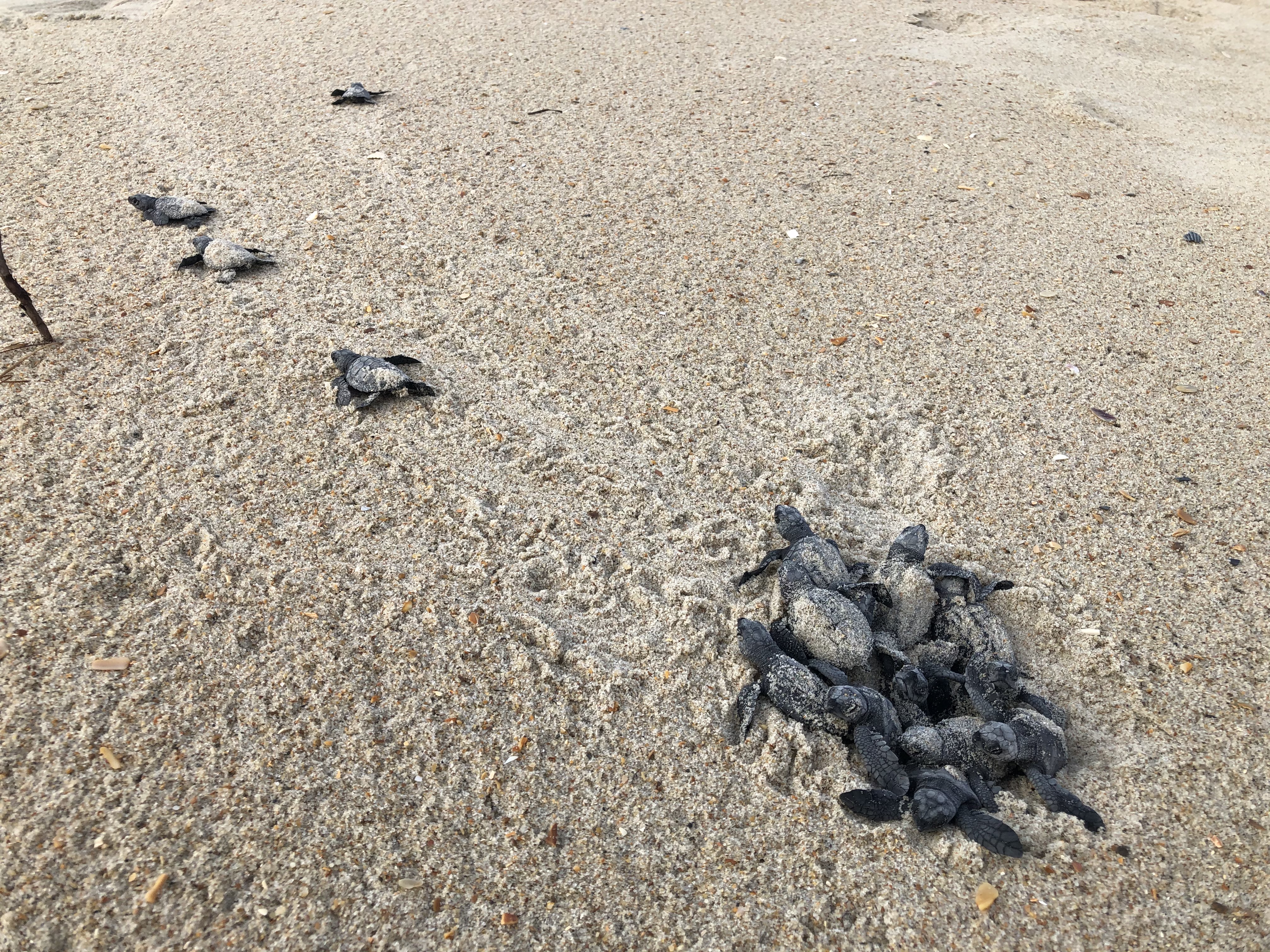 Many Kemp's Ridley sea turtle hatchlings emerge from sand and crawl toward the Atlantic Ocean.