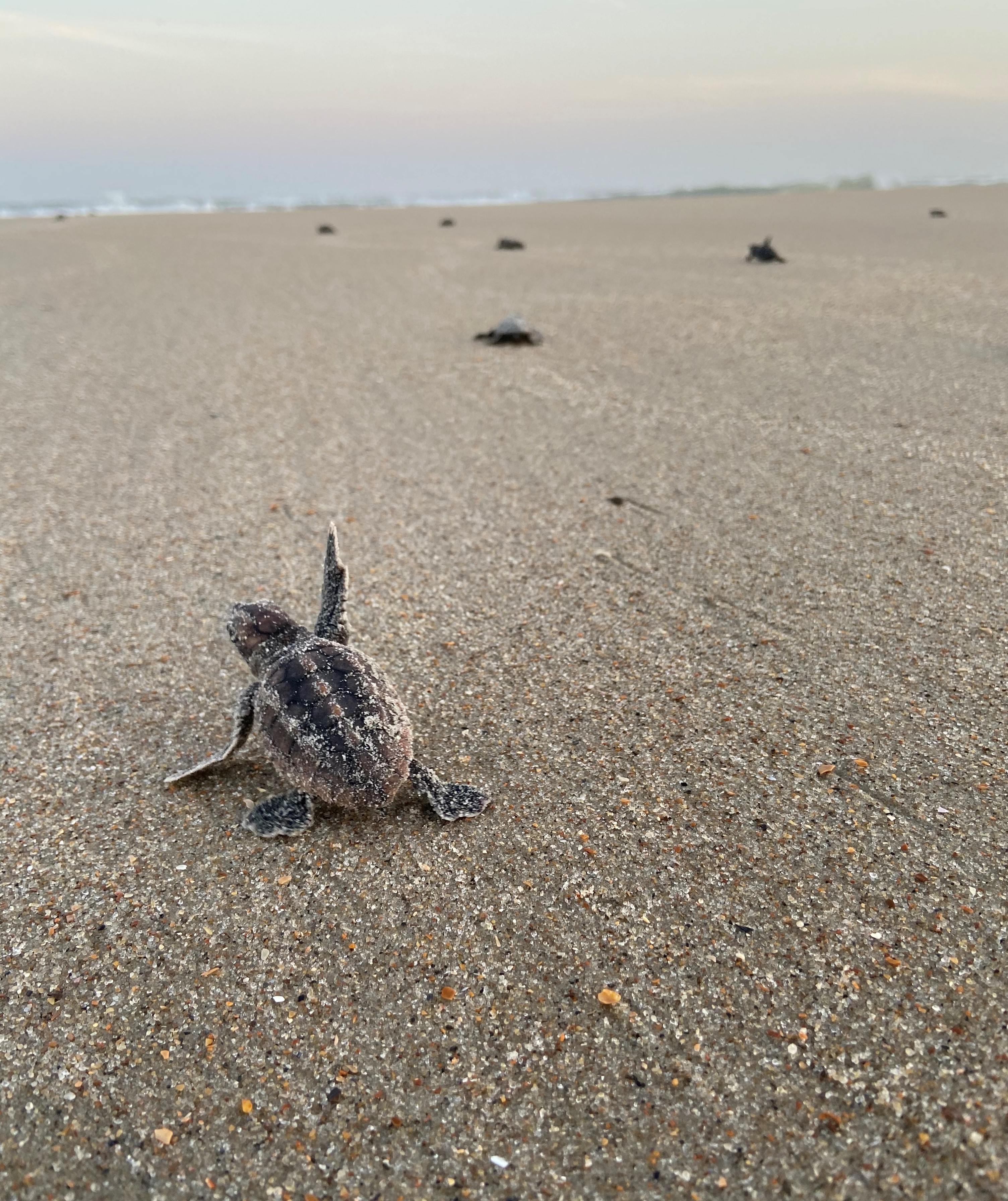 Loggerhead sea turtle hatchling raising its right flipper while traveling across beach toward Atlantic Ocean.