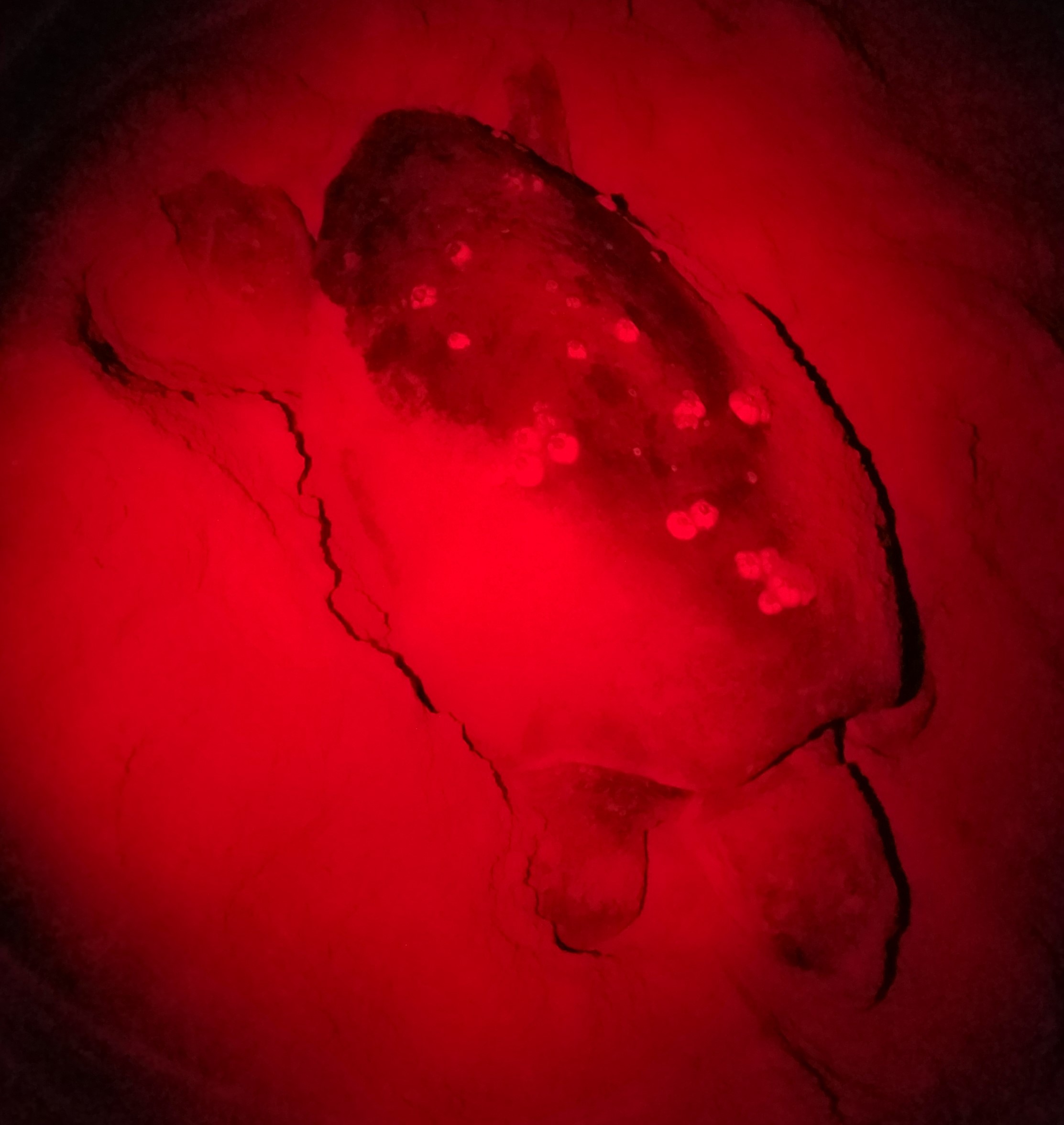 Photo of loggerhead sea turtle laying nest. Image is red because staff used turtle friendly lighting.