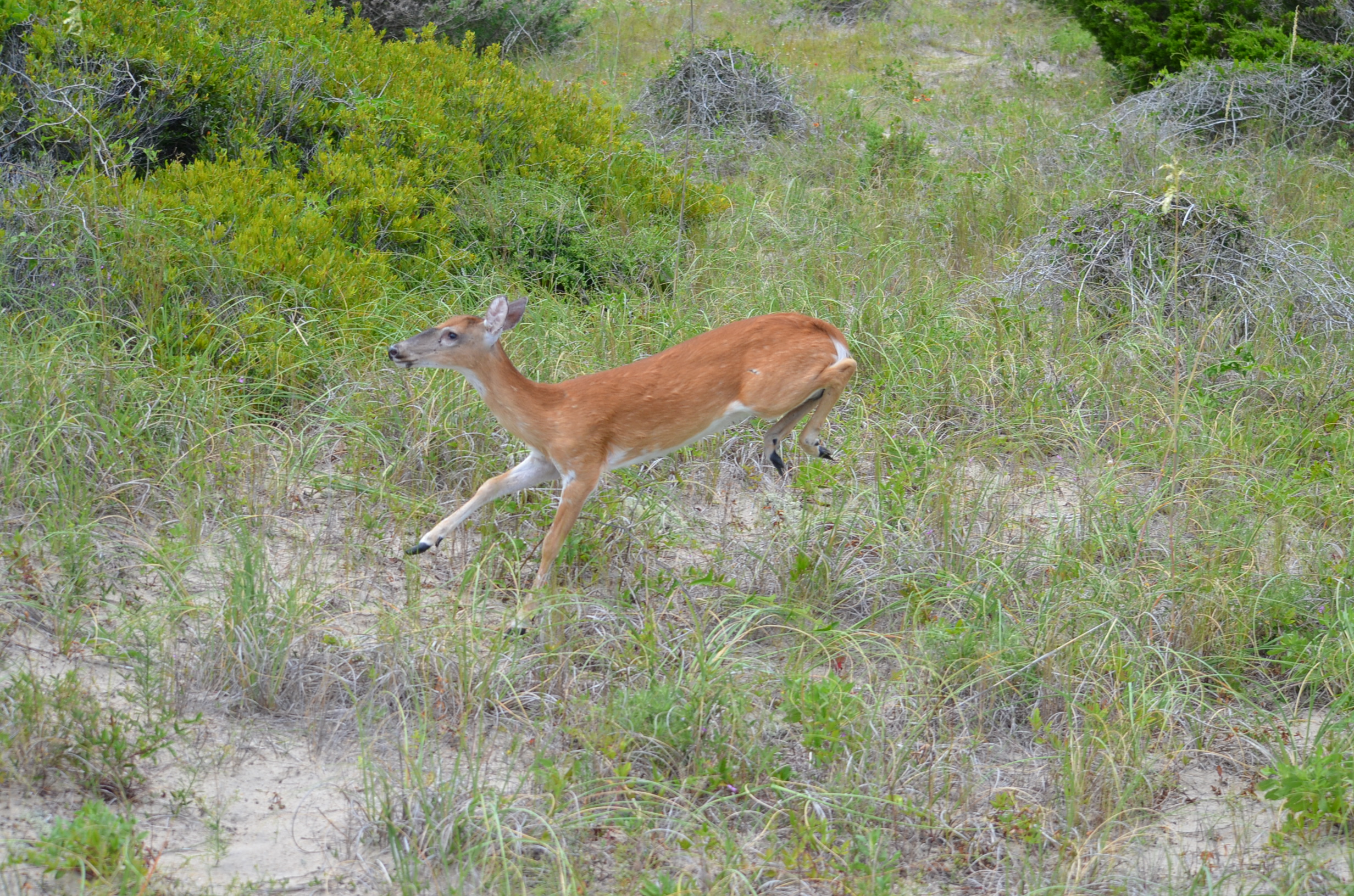 White-tailed deer frolicking behind the primary dune north of Ramp 30 on Hatteras Island.