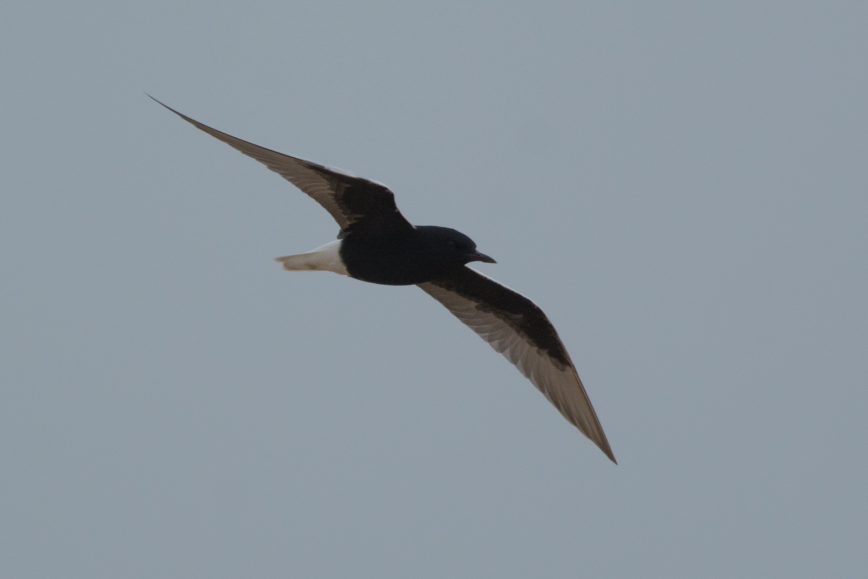 Color photo of a white-winged tern flying.