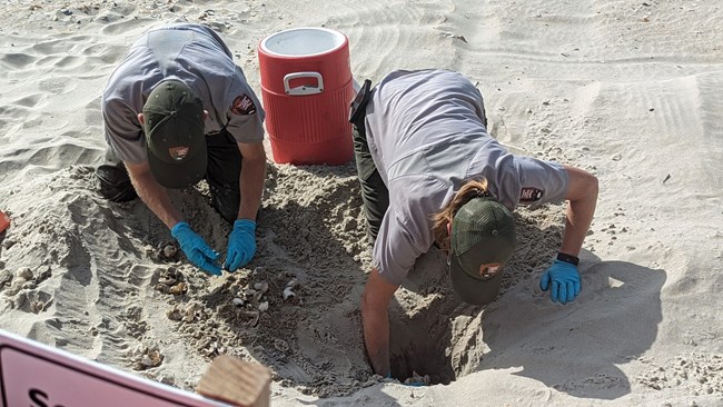 Two rangers dig in sand excavating sea turtle nest.