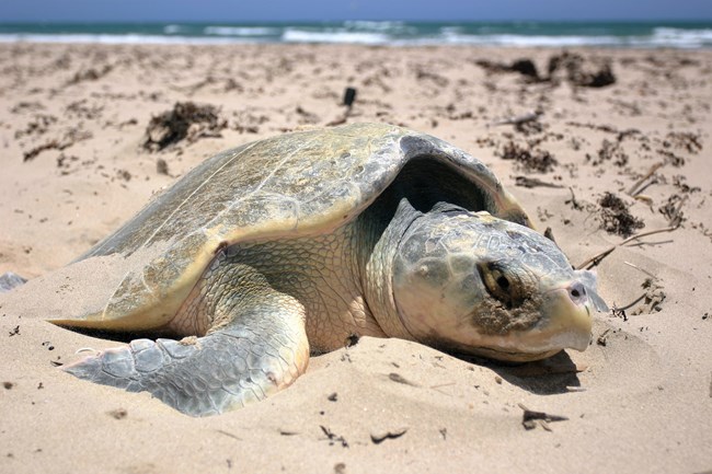Image of a Kemp's Ridley Sea Turtle nesting