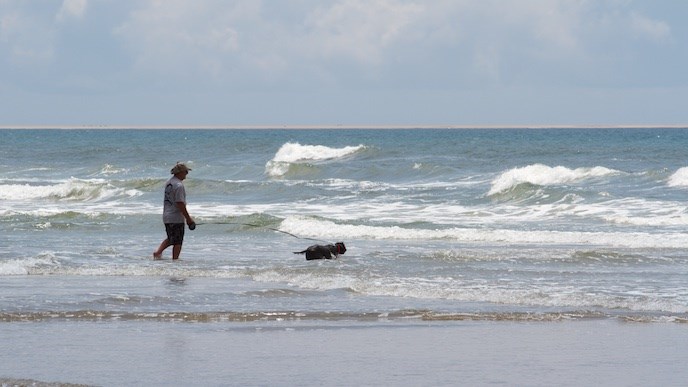 Visitor in the surf with their dog