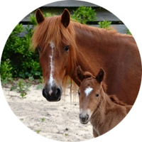 Two Ocracoke ponies
