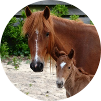 Two Ocracoke ponies