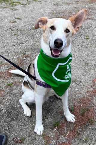 dog wearing a BARK Ranger bandana