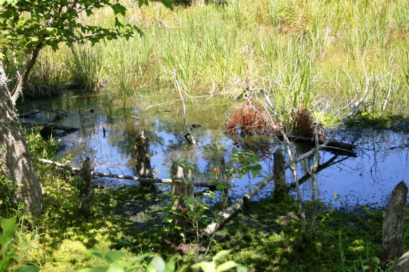 A beaver lodge in a wetland in summer