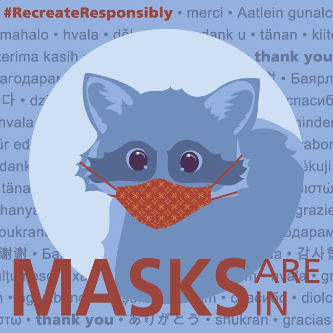 Raccoon wearing a face mask with text reading MASKS ARE IN