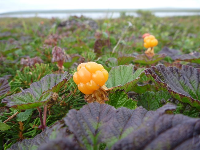 orange berry up close on bed of green tundra