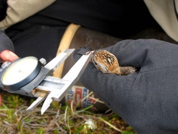 Researcher holds a brown shorebird and measures its beak with an instrument