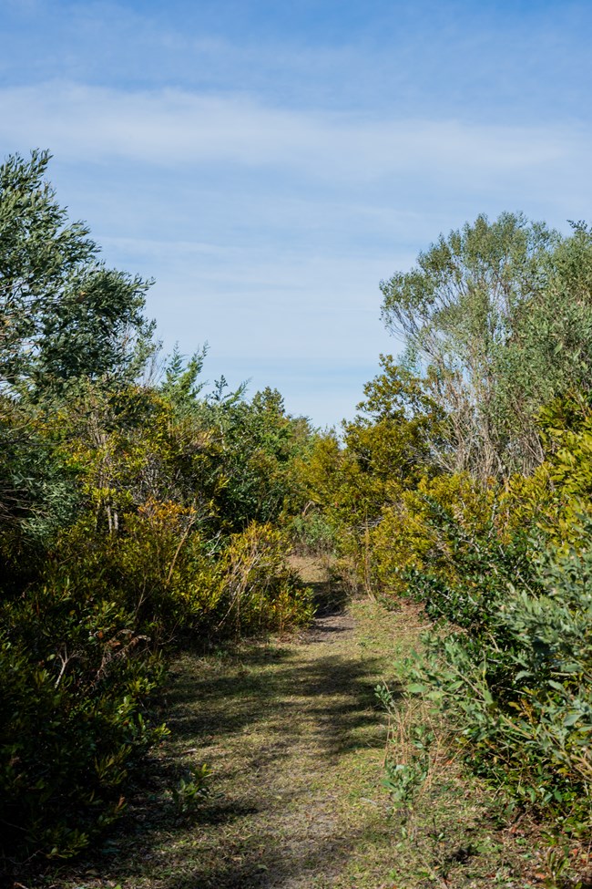 Grass path with trees along it. Blue sky in the background.