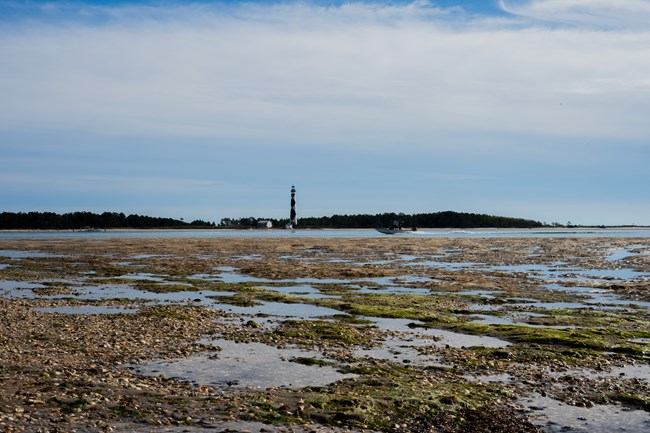 Low tide exposing shells, seaweed, and tidal pools. Cape Lookout Lighthouse in the background.