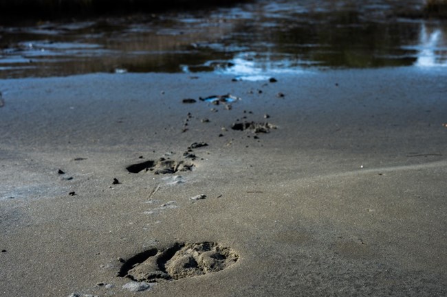 Horse tracks in the mud leading to water