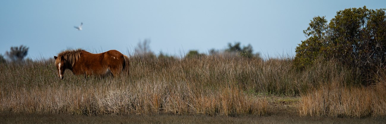 A horse grazes on grass with trees to the right.