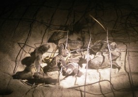 Loggerhead Sea Turtle Hatchlings