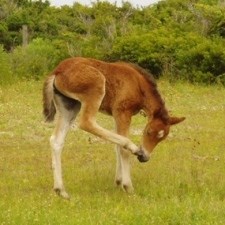 Foal Scratching an Itch
