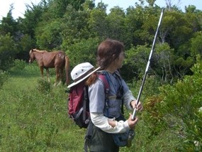 Ranger prepares to contracept a mare