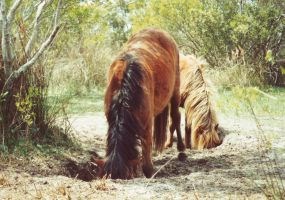 Horses drinking from digs